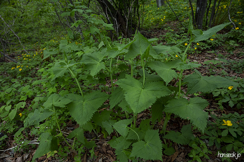 DSC_5164.jpg