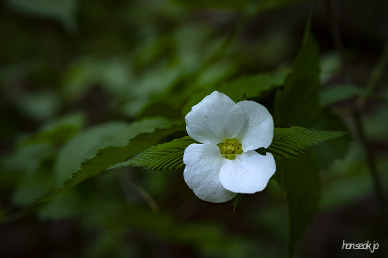 DSC_5087.jpg