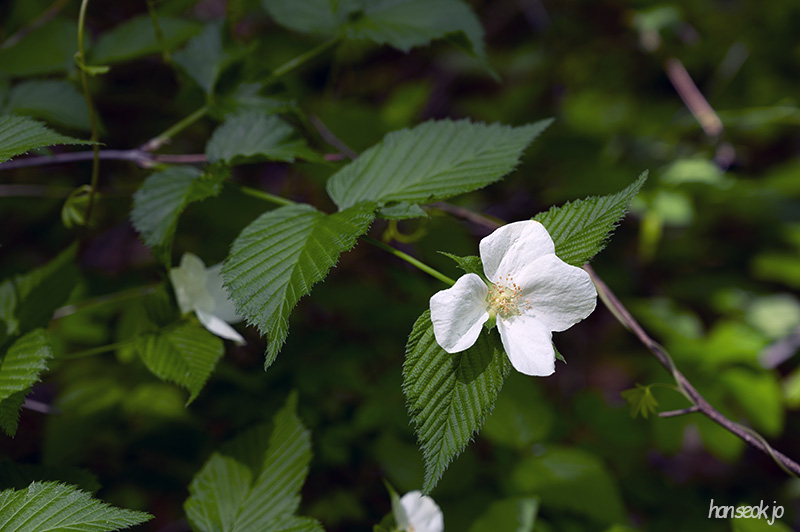 DSC_5086.jpg