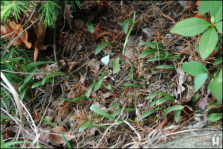 DSCF1550.jpg