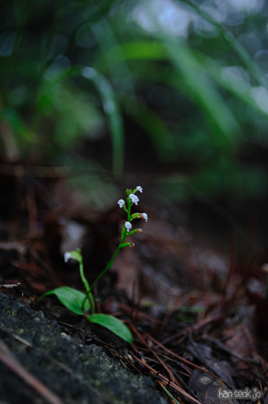 HSJ_0641.jpg