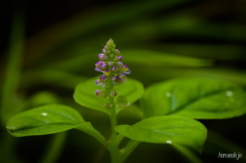 DSC_4342.jpg