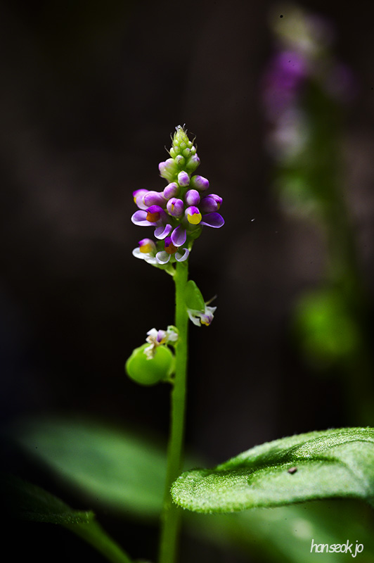 DSC_4340.jpg