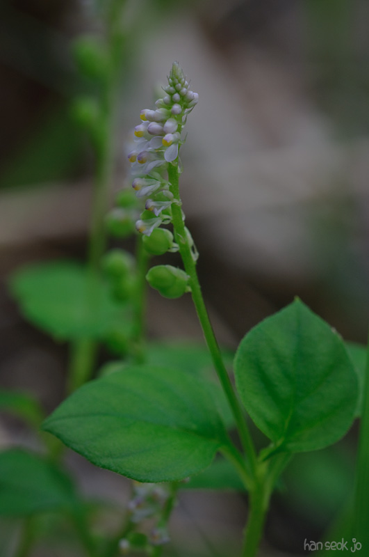 DSC_8019.jpg