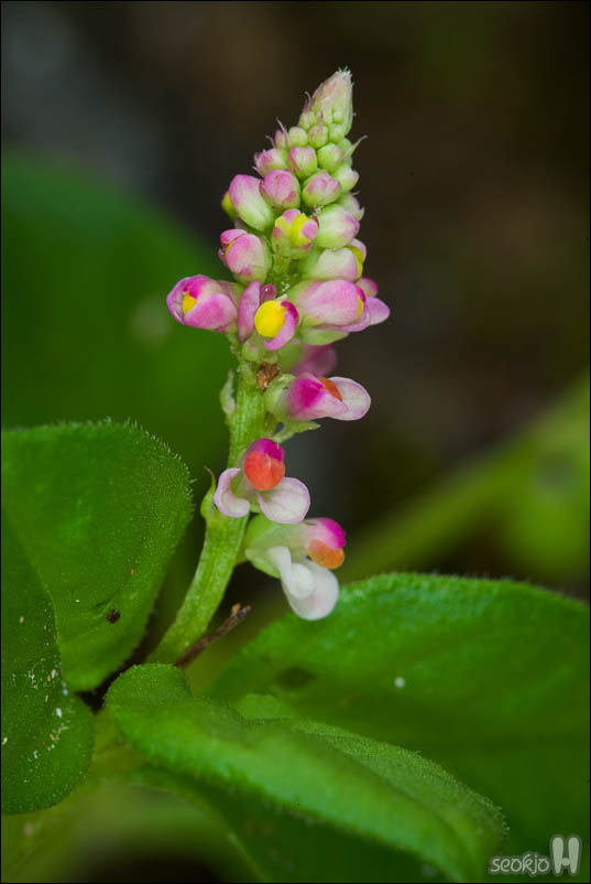 DSCF4688.jpg