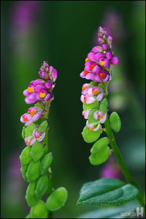DSCF3616.jpg