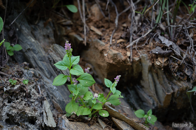 HSJ_0380.jpg
