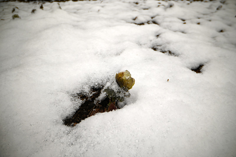 DSC_1550.jpg