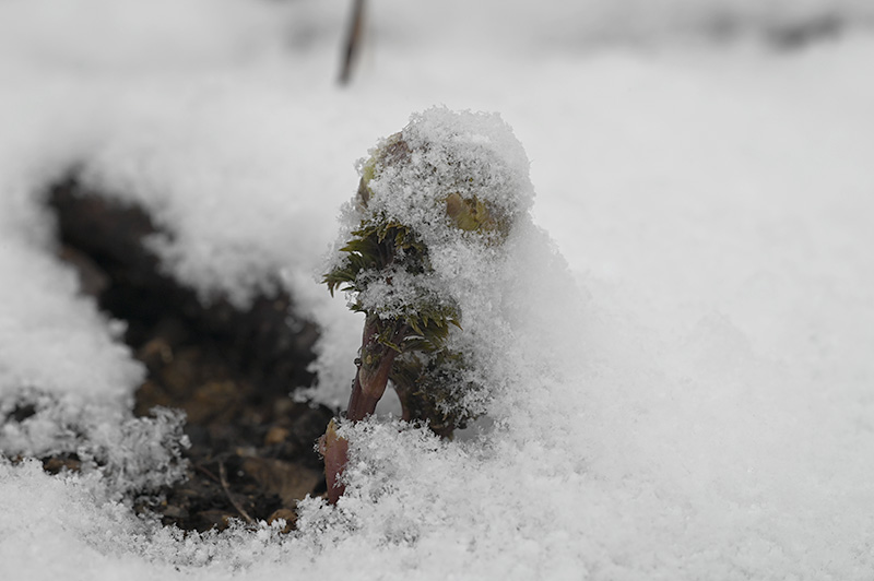 DSC_1549.jpg