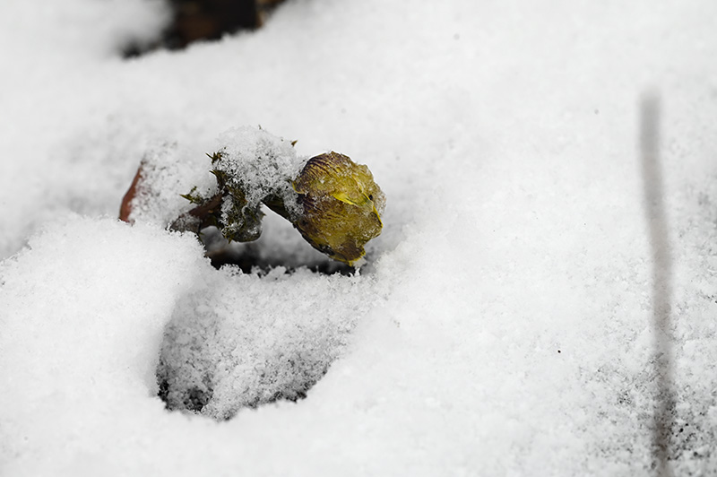 DSC_1545.jpg