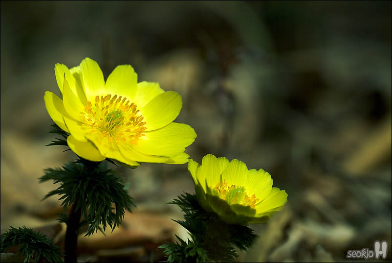 DSCF2097.jpg