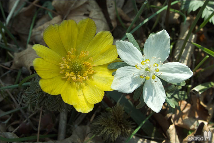 DSCF2171.jpg