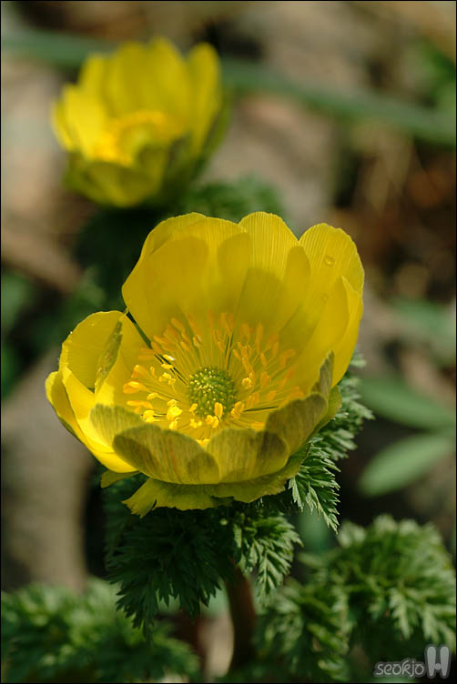 DSCF2288.jpg