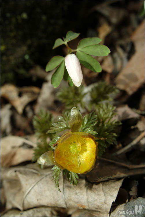 DSCF2440.jpg