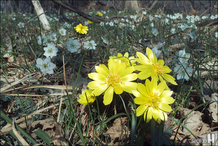 DSCF2130.jpg