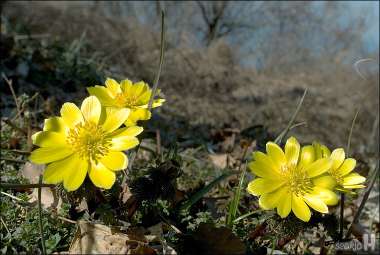 DSCF2183.jpg