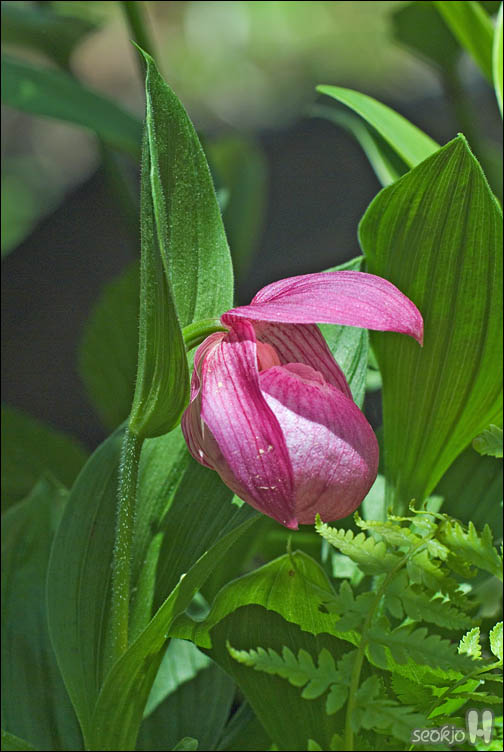 DSCF0587.jpg