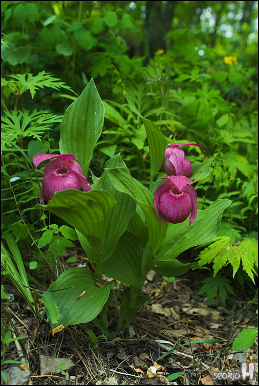 DSCF1153.jpg