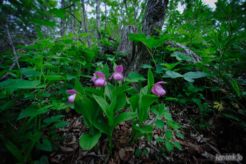 HSJ_0110.jpg