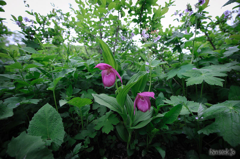 HSJ_0093.jpg
