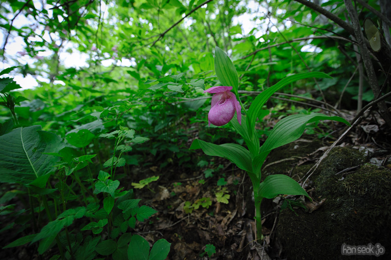 HSJ_0096.jpg