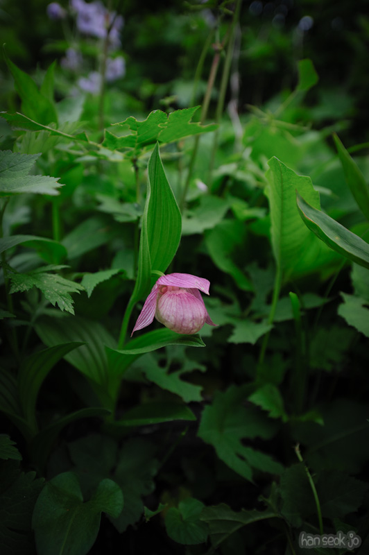 HSJ_0085.jpg