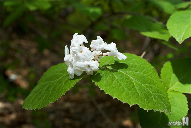 DSCF7944.jpg