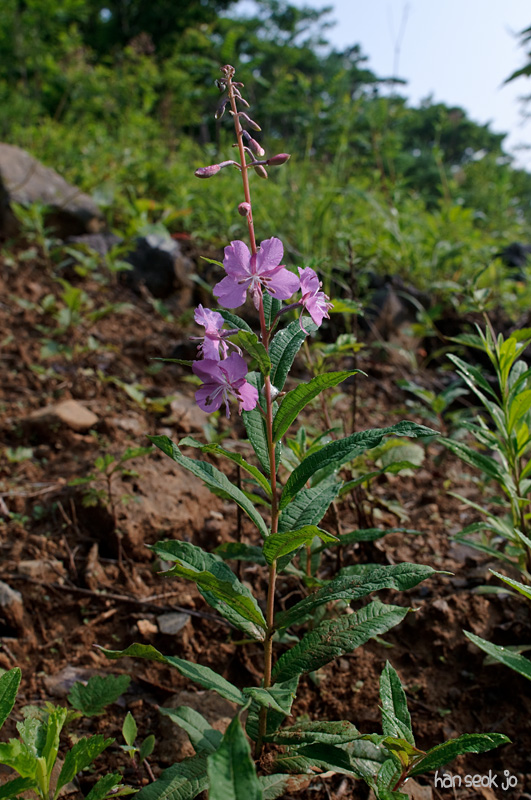 DSC_2569.jpg