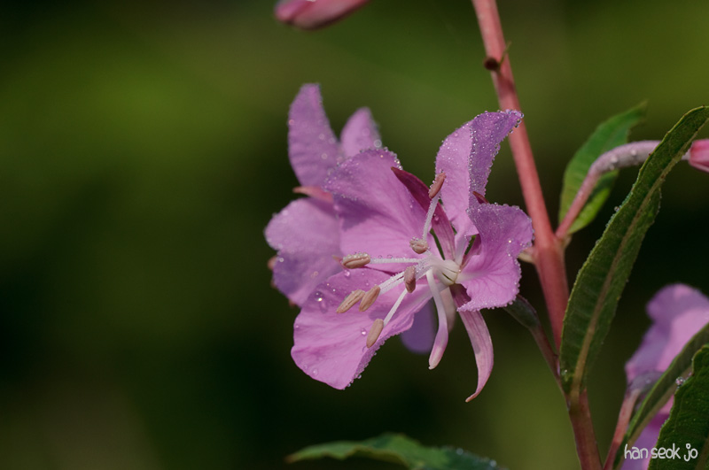 DSC_2576.jpg