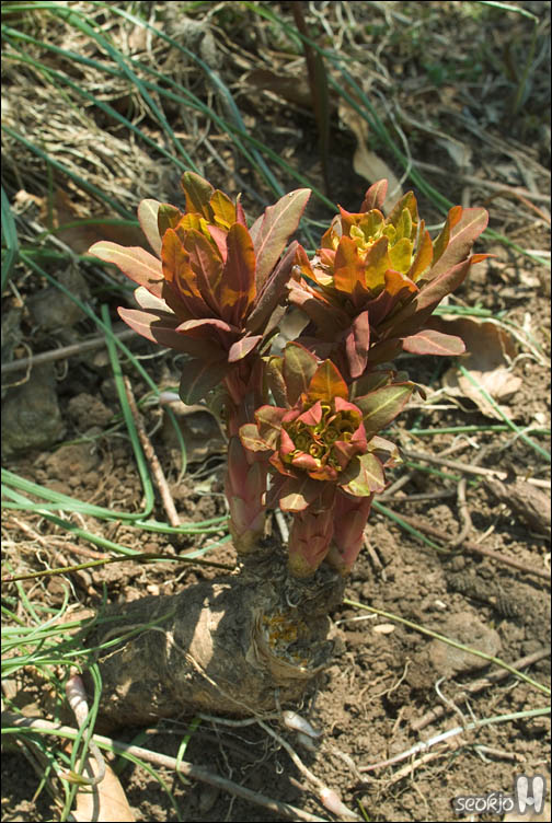 DSCF2138.jpg
