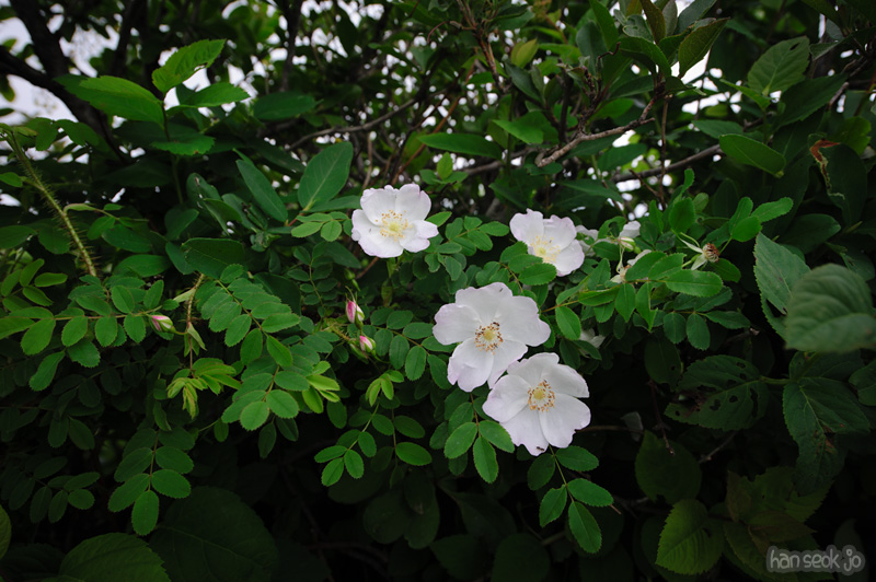HSJ_0332.jpg