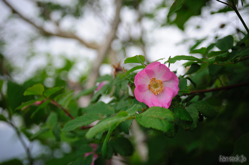HSJ_0340.jpg
