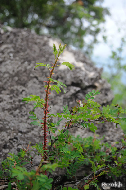 HSJ_2180.jpg