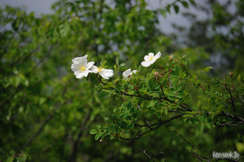 HSJ_3609.jpg