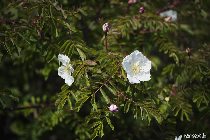 HSJ_5135.jpg