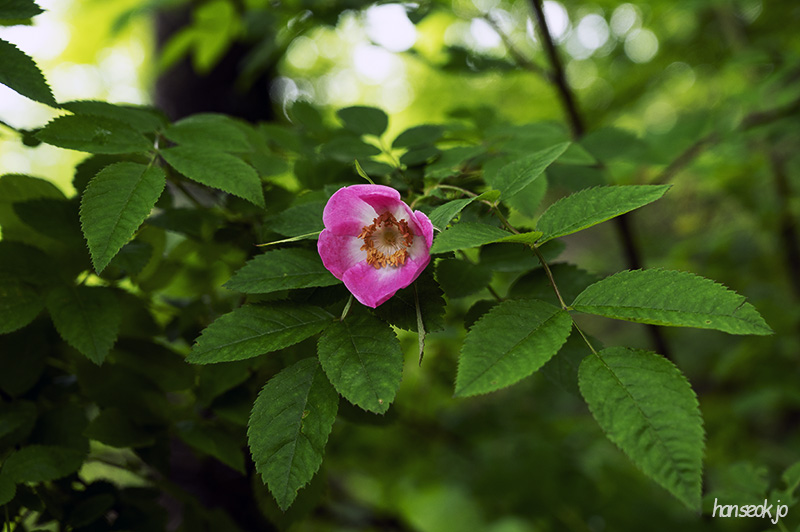 DSC_5298.jpg