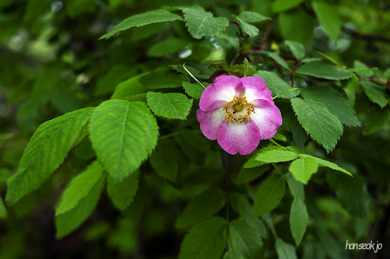 DSC_5299.jpg