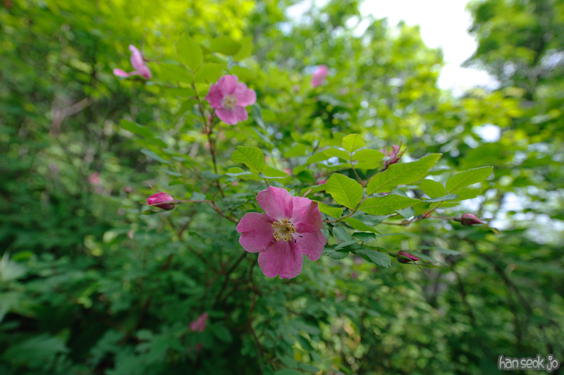 HSJ_9114.jpg
