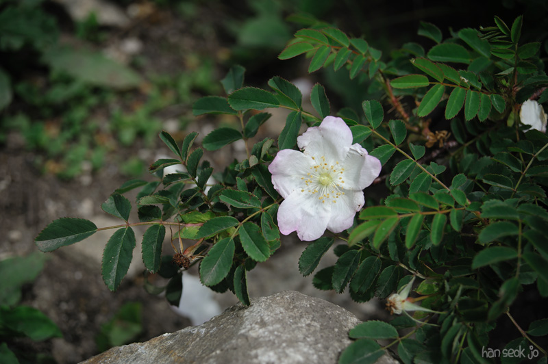 HSJ_2309.jpg
