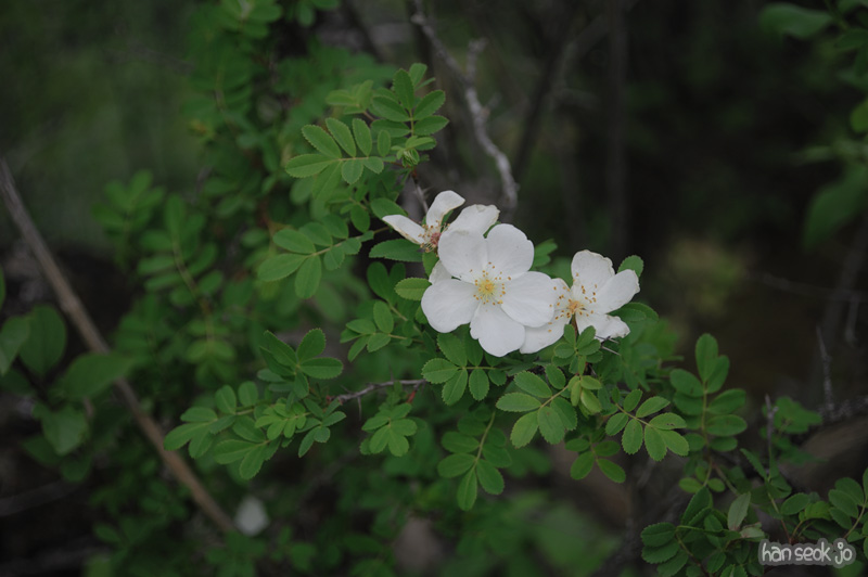 HSJ_3610.jpg