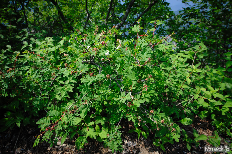HSJ_0192.jpg