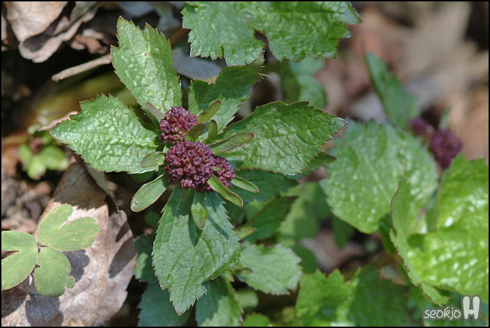 DSCF6135.jpg