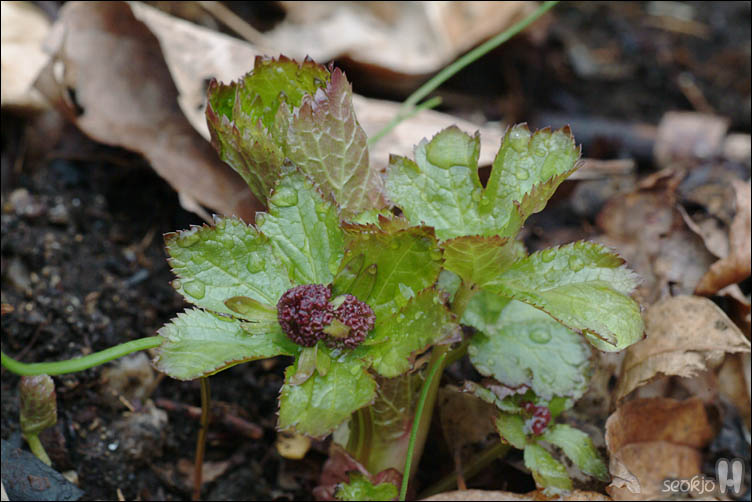 DSCF2401.jpg