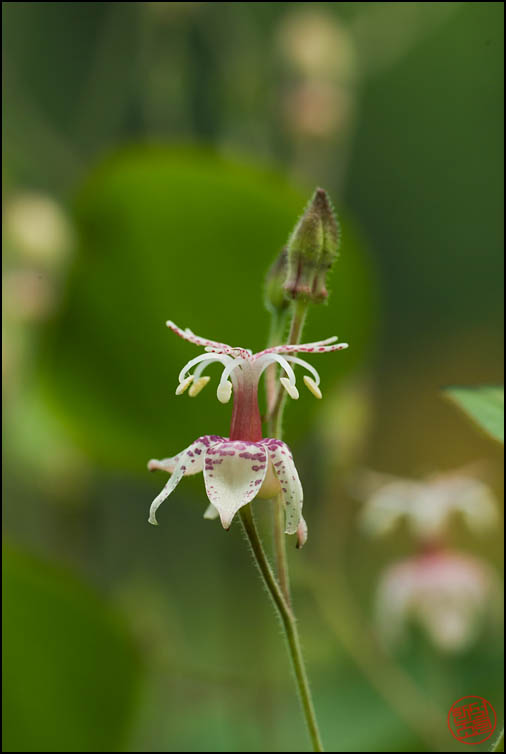 DSCF2659.jpg