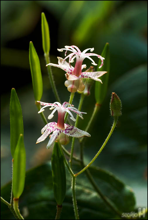 DSCF3462.jpg