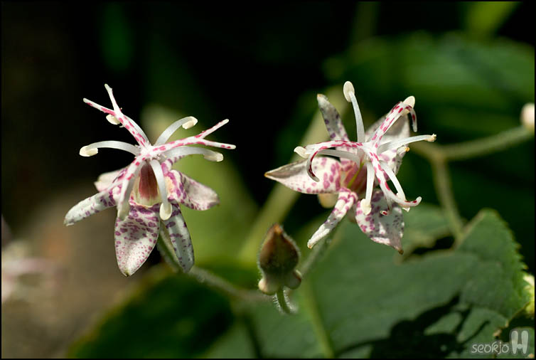 DSCF3471.jpg