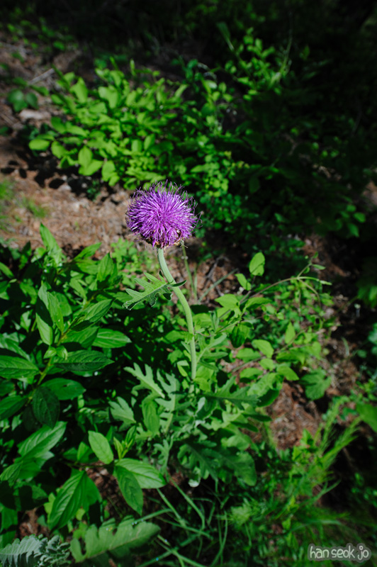 HSJ_9731.jpg