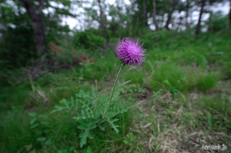 HSJ_8777.jpg