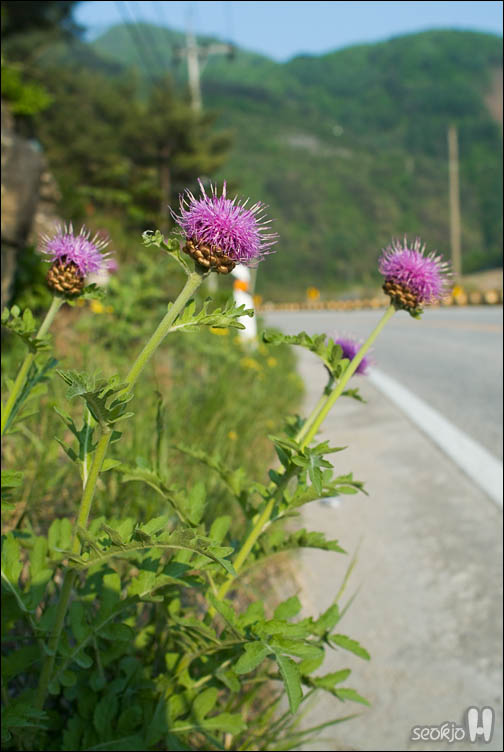 DSCF8350.jpg