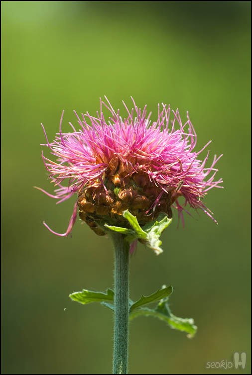 DSCF1233.jpg